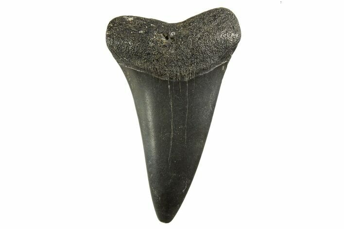 Fossil Broad-Toothed Mako Tooth - South Carolina #332398